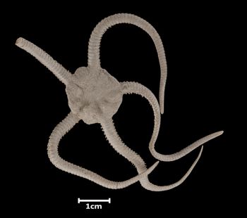 Media type: image;   Invertebrate Zoology OPH-306 Aspect: dorsal
